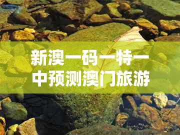 新澳一码一特一中预测澳门旅游攻略，05-41-39-44-23-13 t:10，及大三巴一肖一码100公交路线的警觉虚假美化-全景解答、专家解读解释与落实